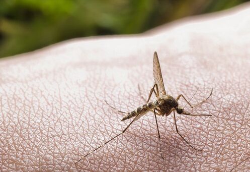 parazit istilasının bir nedeni olarak sivrisinek ısırığı