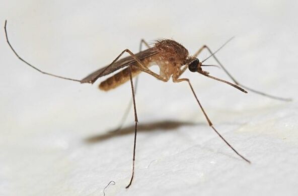 Sivrisinekler deri parazitlerinin ana taşıyıcılarıdır