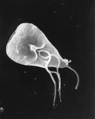 lamblia - kamçılı protozoa parazitlerinin bir cinsi